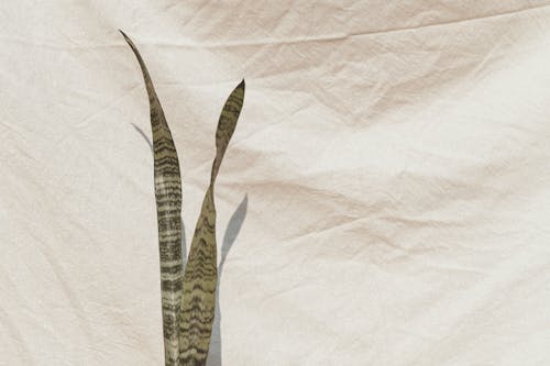 Free Leaves of a Snake Plant In Front of a White Cloth Stock Photo
