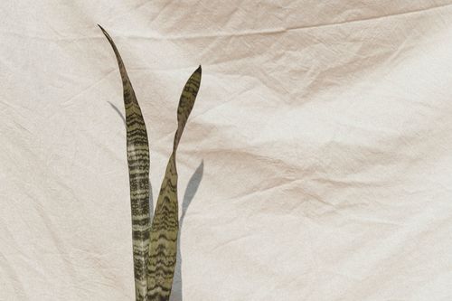 Free Minimalist snake plant against a textured white backdrop with natural shadows. Stock Photo