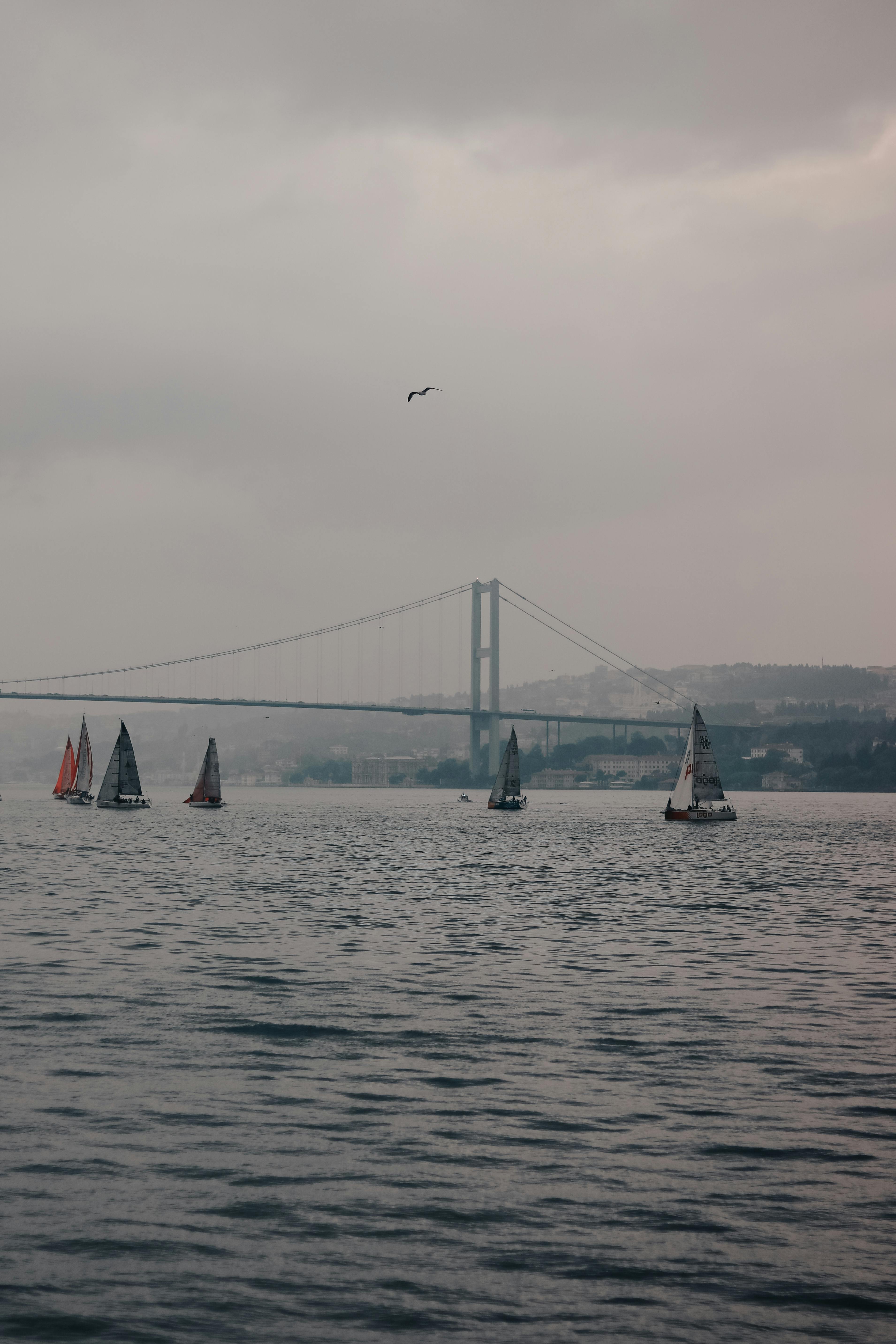 pictures of sailboat races