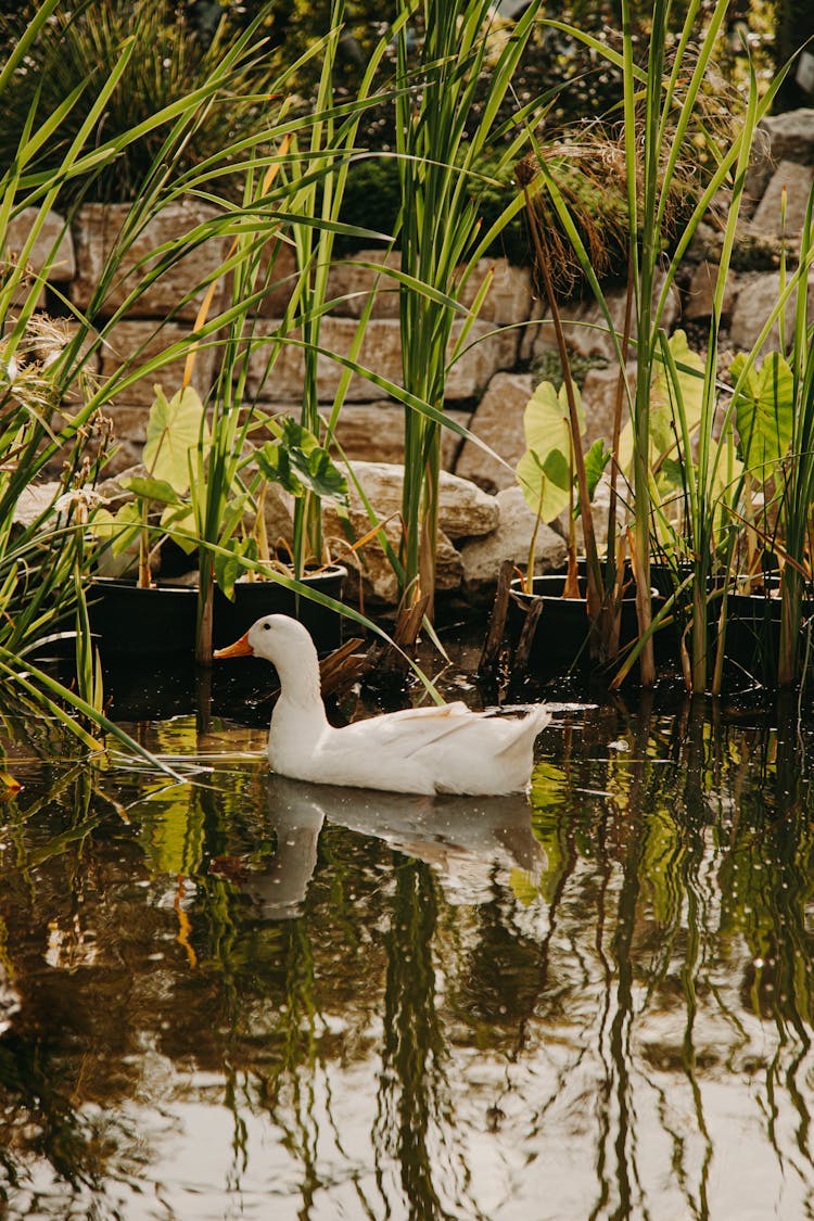 Duck Swimming In A Pond 