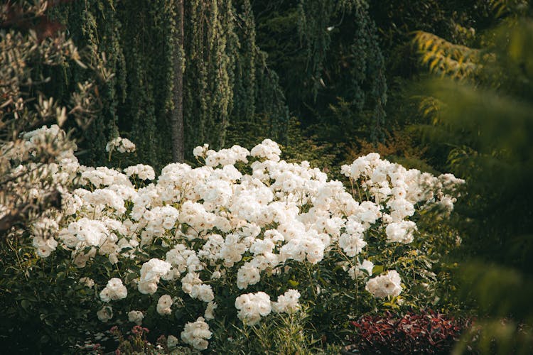 Rhododendrons Blooming In Garden