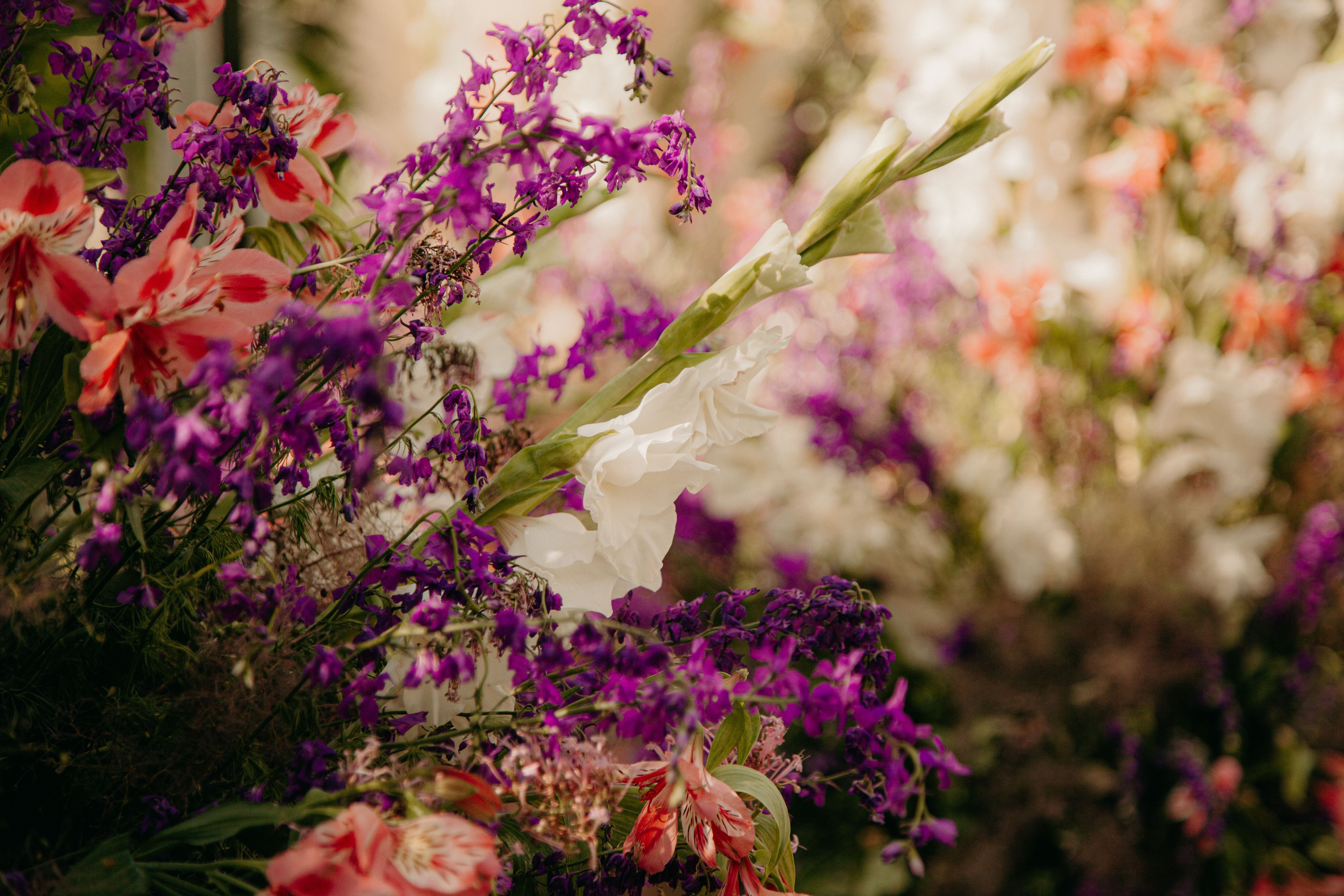 Selective Focus Photography of Purple Petaled Flower · Free Stock Photo