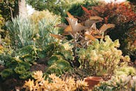 Close up of Green and Beige Plants in a Garden