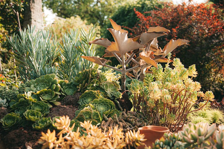 Close Up Of Green And Beige Plants In A Garden