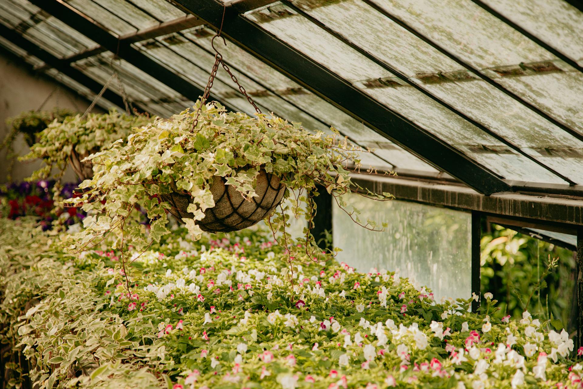 Plants in a Greenhouse with Weathered Roof