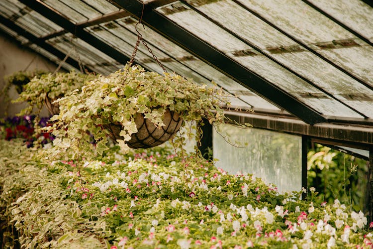 Plants In A Greenhouse With Weathered Roof