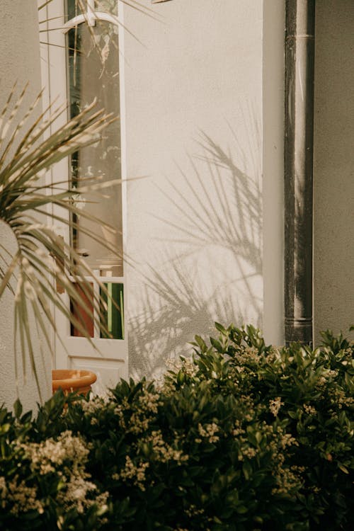 Palm Leaves Shadow on a House Wall