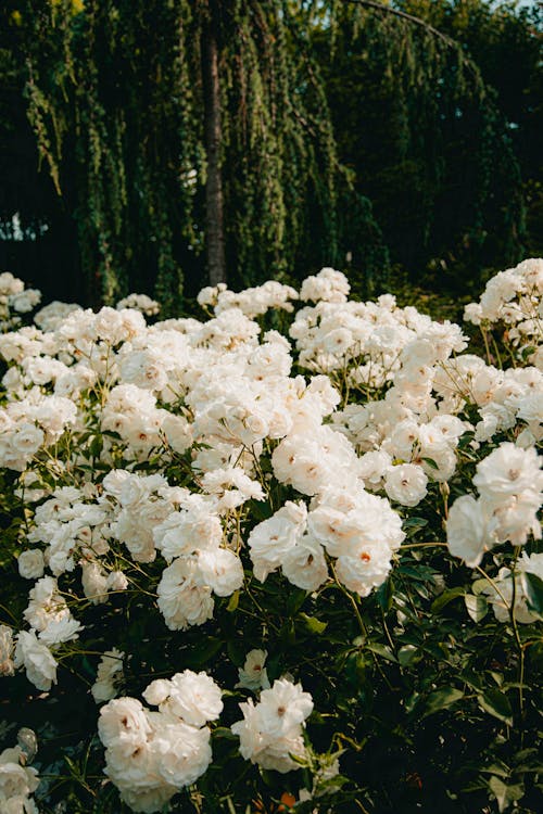 Imagine de stoc gratuită din anotimp, botanică, capete de flori