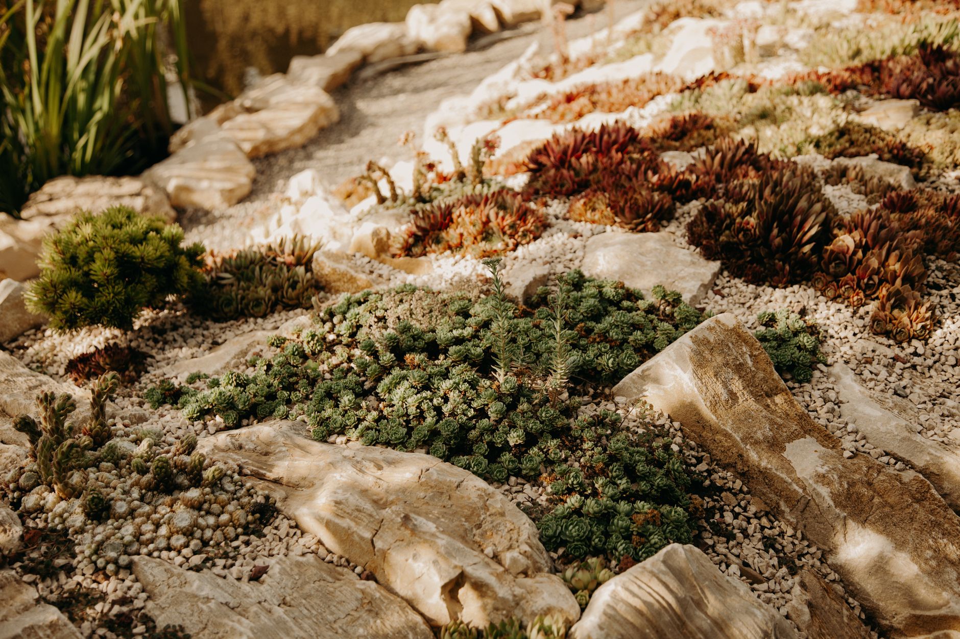Reclaiming Your Decorative Gravel Beds: Organic Strategies for Permanent Weed Control and Pristine Aesthetics Around Established Plants