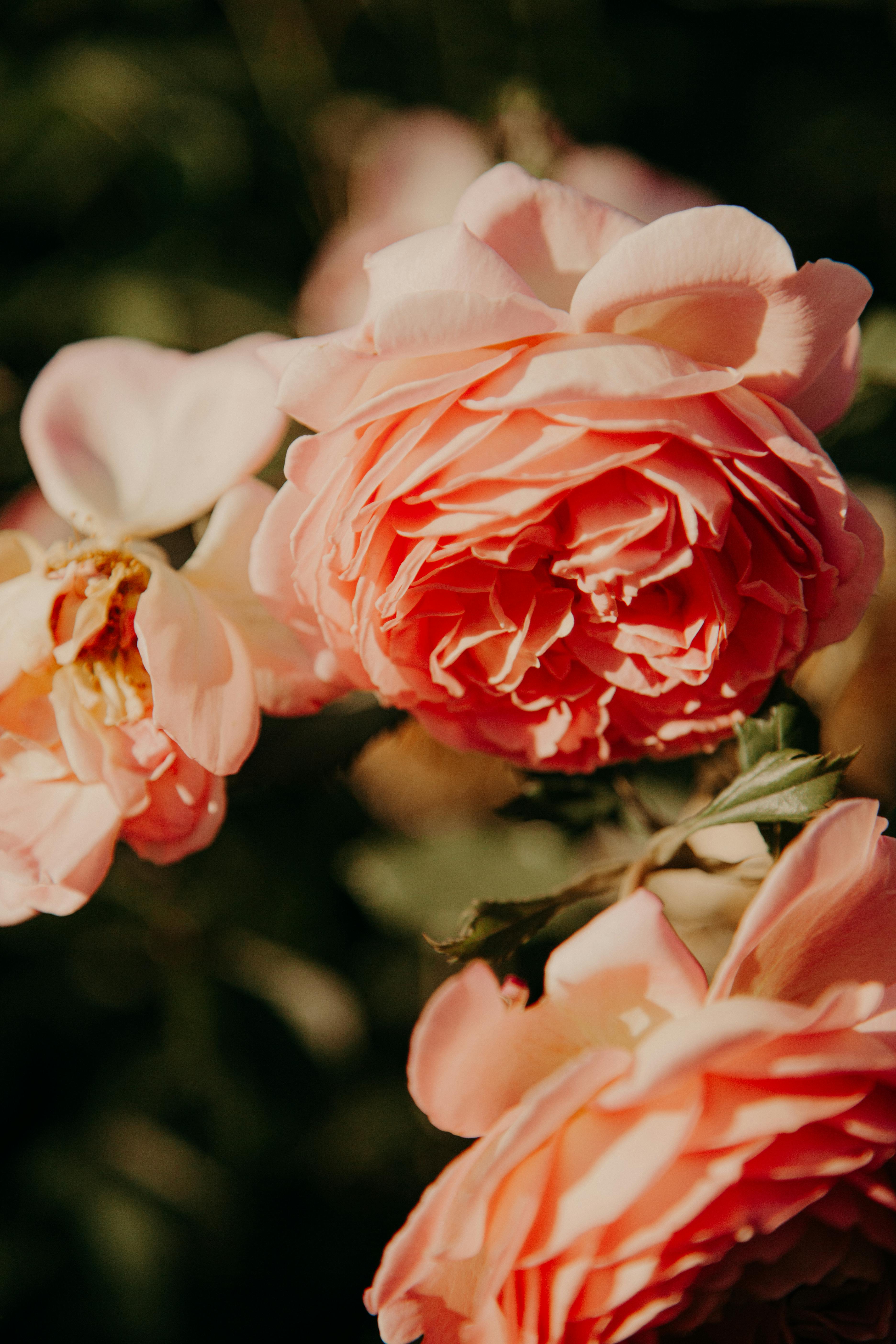 peach flower background