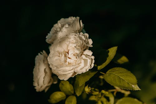 Бесплатное стоковое фото с белые цветы, ботаника, завод