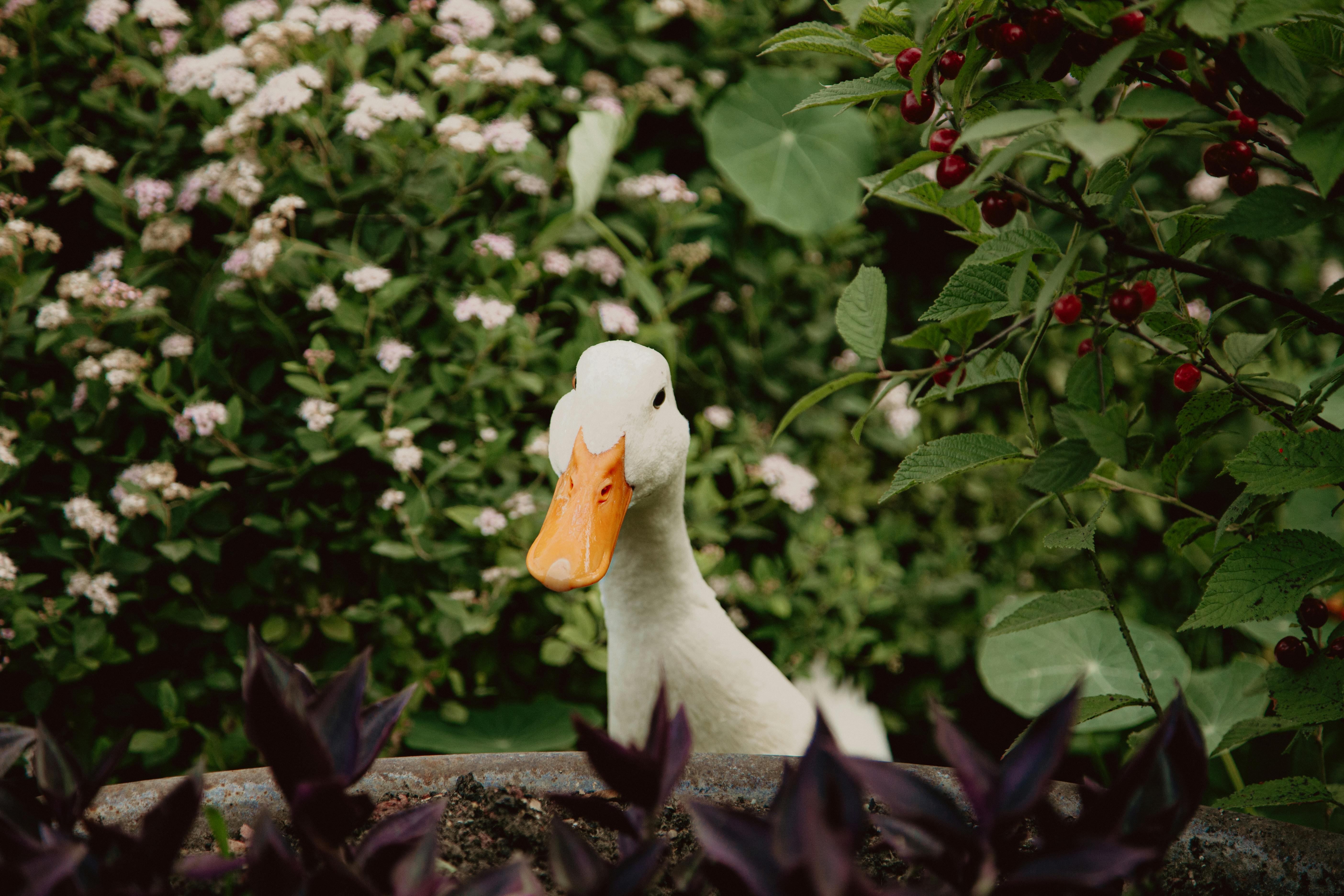 white duck in tilt shift lens