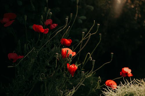 คลังภาพถ่ายฟรี ของ กำลังบาน, ดอกป๊อปปี้, ดอกไม้