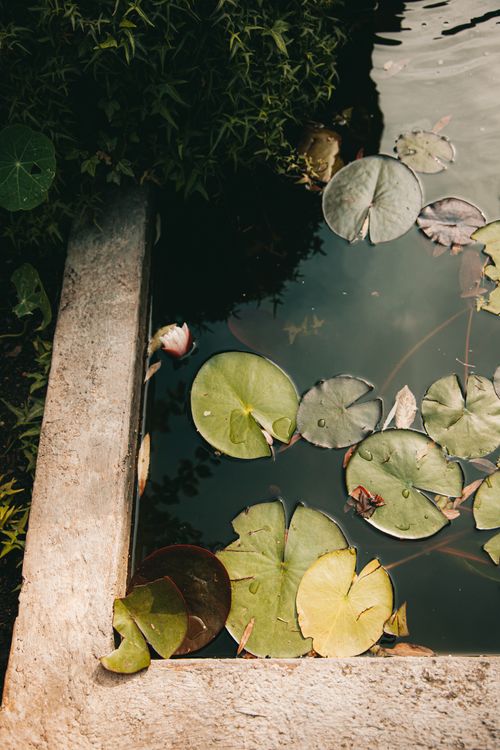 Free A tranquil pond with lily pads and greenery creating a calming, natural scene. Stock Photo