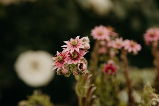 Pink Flowers in Bloom