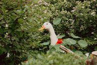 White Swan on Green Grass