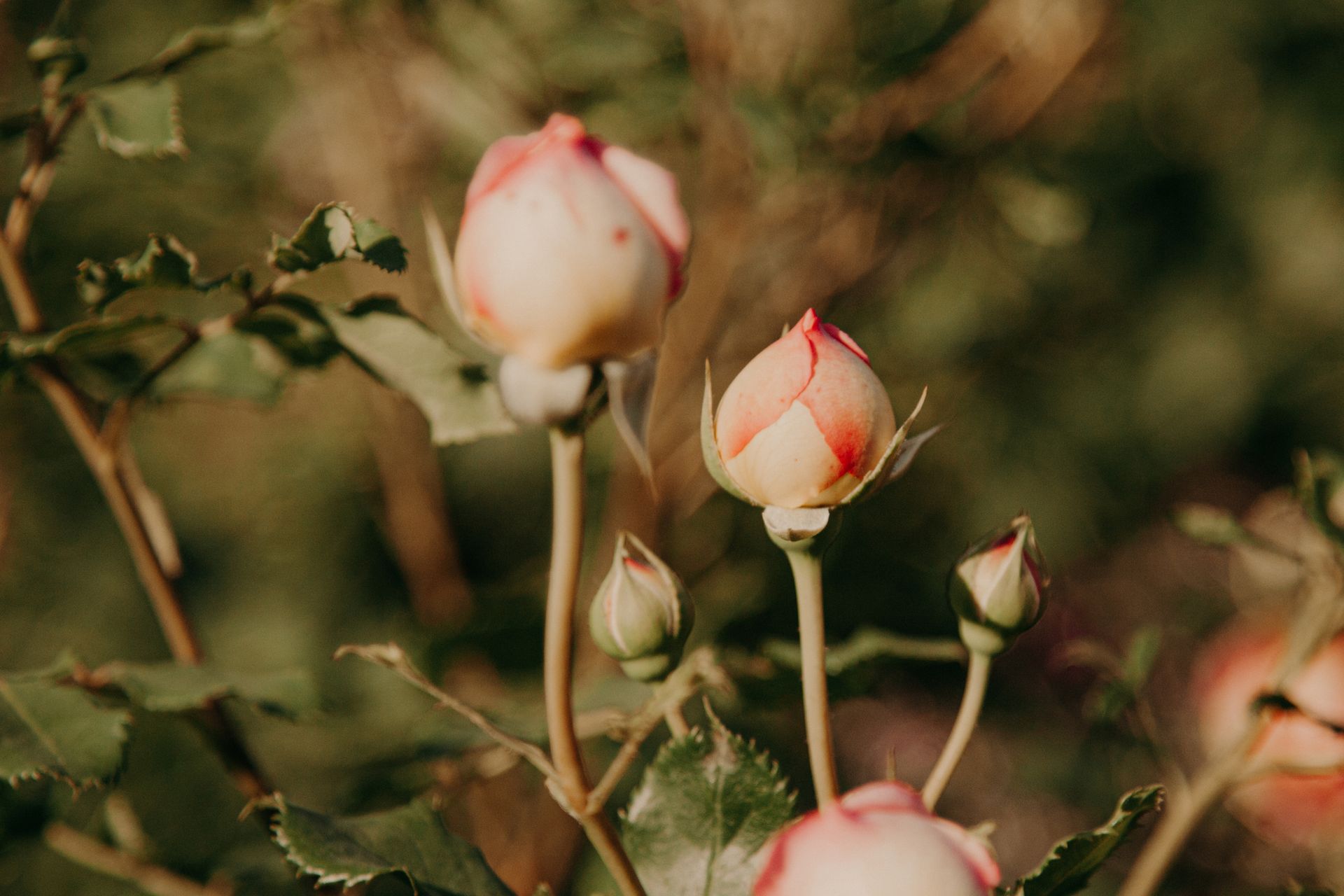 Gentle close-up of pink rose buds in a blooming garden setting, exuding a natural spring vibe.