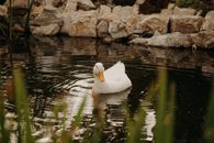 White Duck on Water