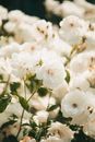White Flowers in Tilt Shift Lens
