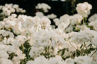 White Flowers in Tilt Shift Lens