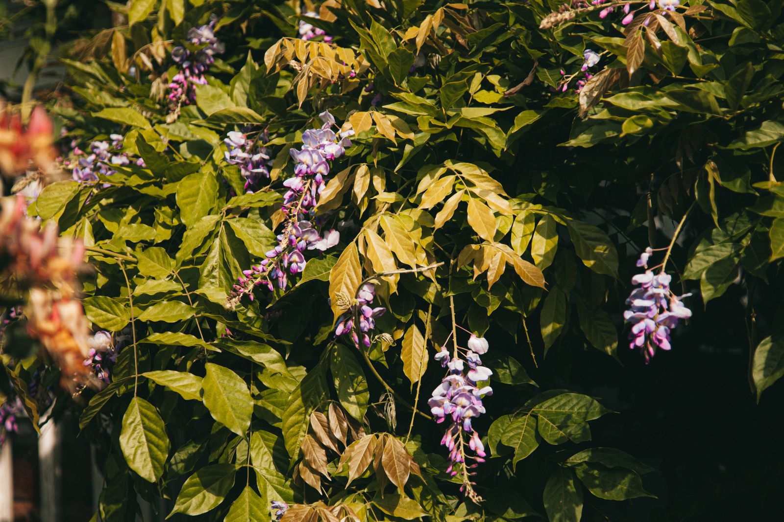 Purple wisteria blossoms cascading through fresh green spring foliage