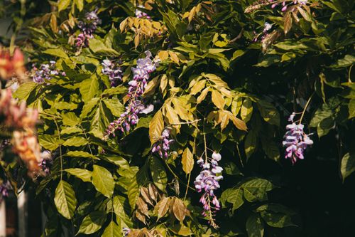Free Beautiful purple wisteria flowers cascading through green leaves, symbolizing spring's vibrant nature. Stock Photo