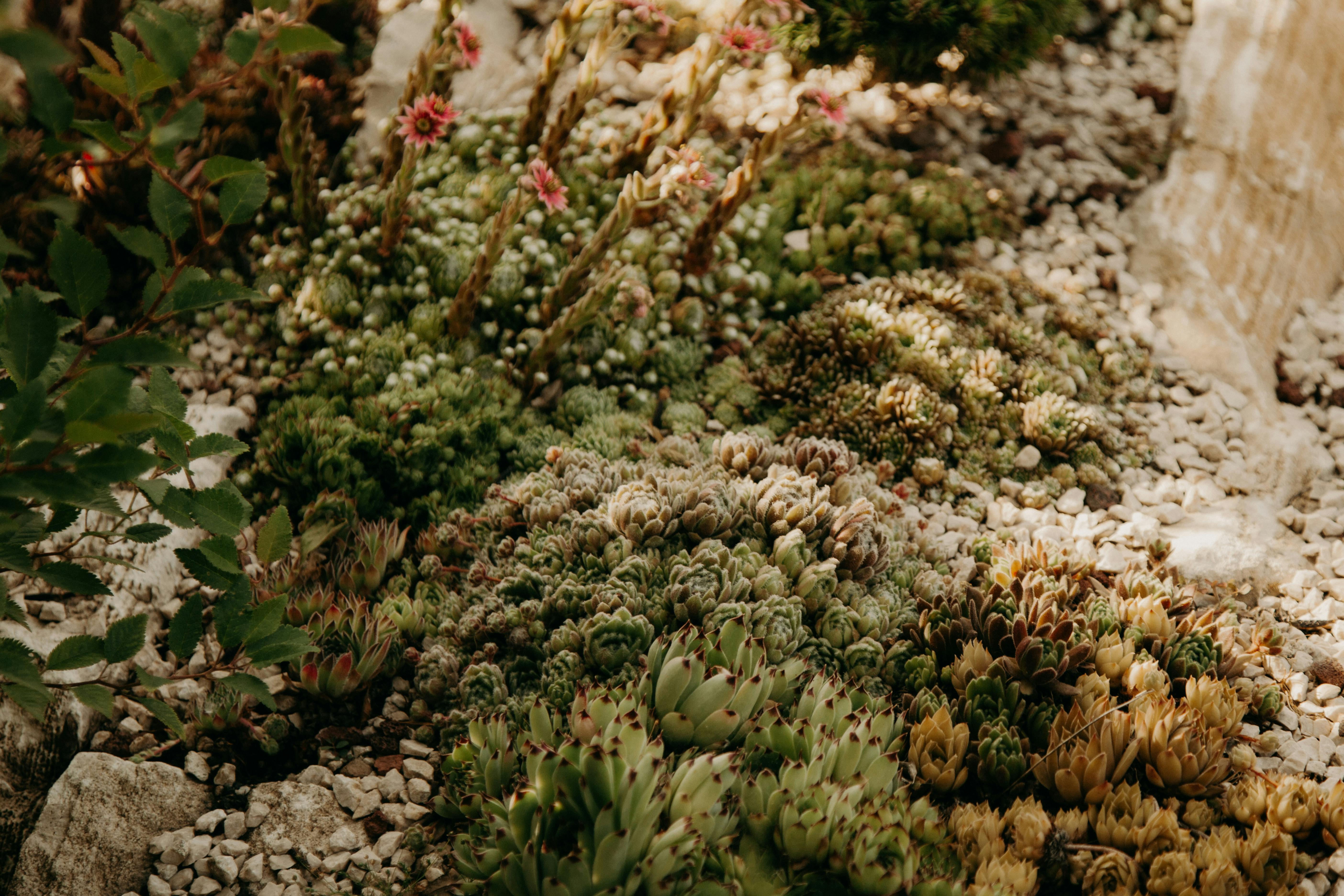 drought-tolerant landscape design - remodeling outside of house