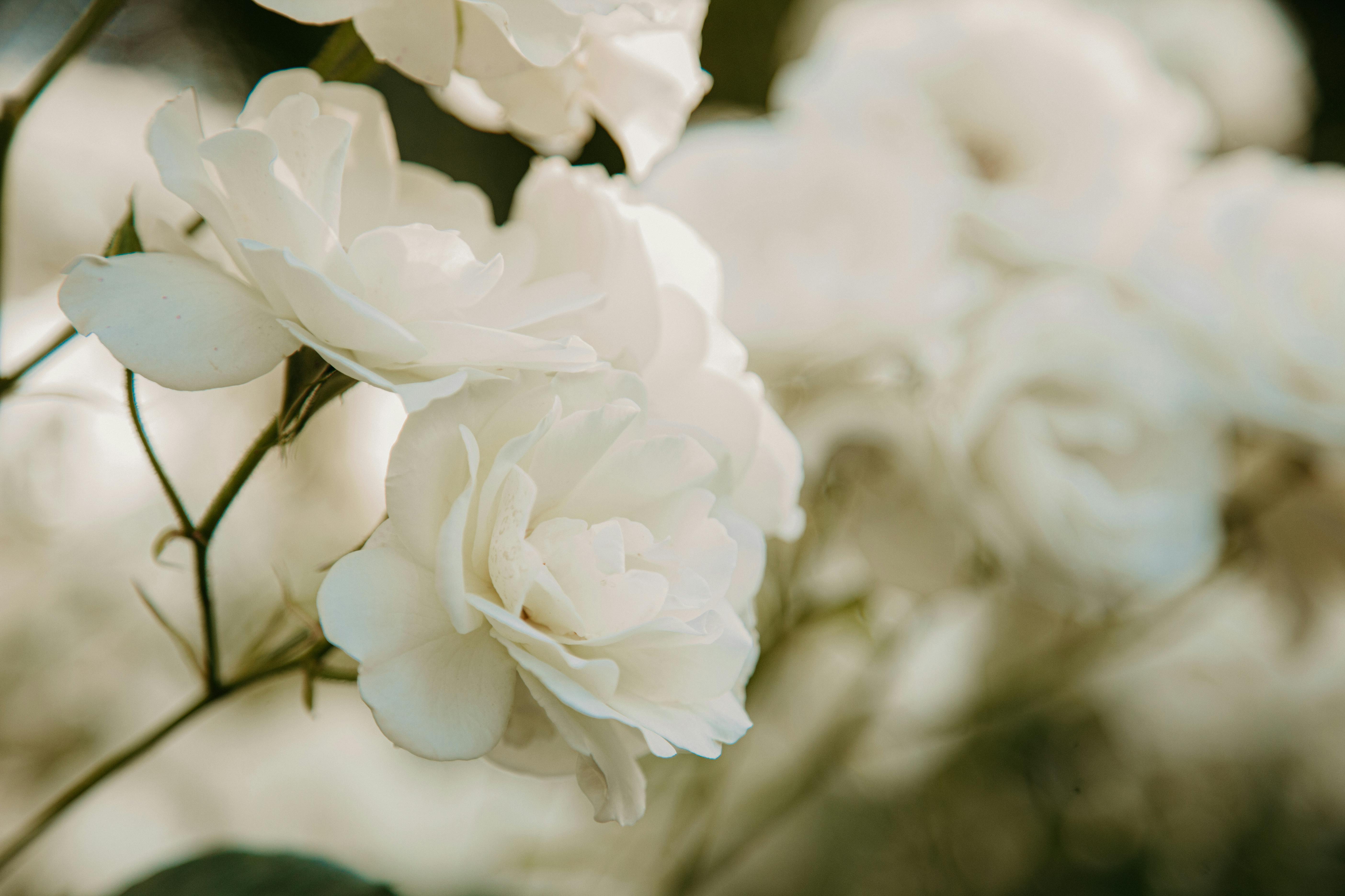 Beautiful close-up of white roses in bloom with soft, blurred background.