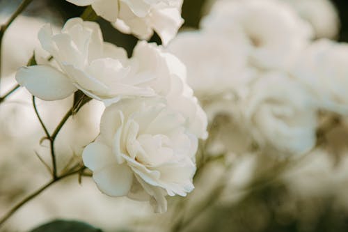 Kostnadsfri bild av blomfotografi, flora, närbild