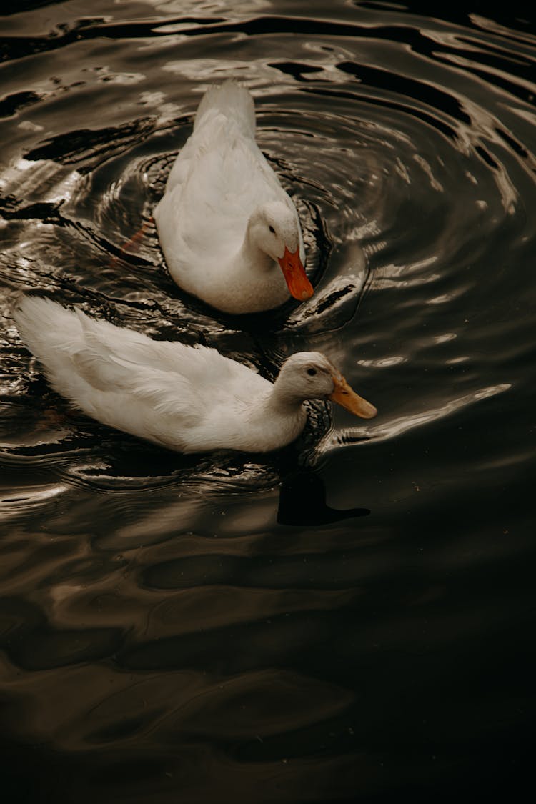 White Ducks On Water