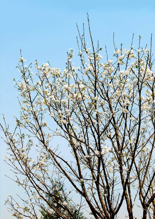 Základová fotografie zdarma na téma callery hruška, flóra, květ