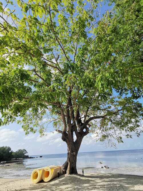 Green Tree Near Body of Water