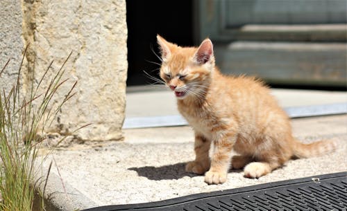 Gratuit Photos gratuites de adorable, animal domestique, chaton Photos