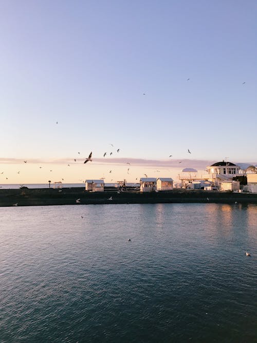 Flock of Birds Flying Over the Sea