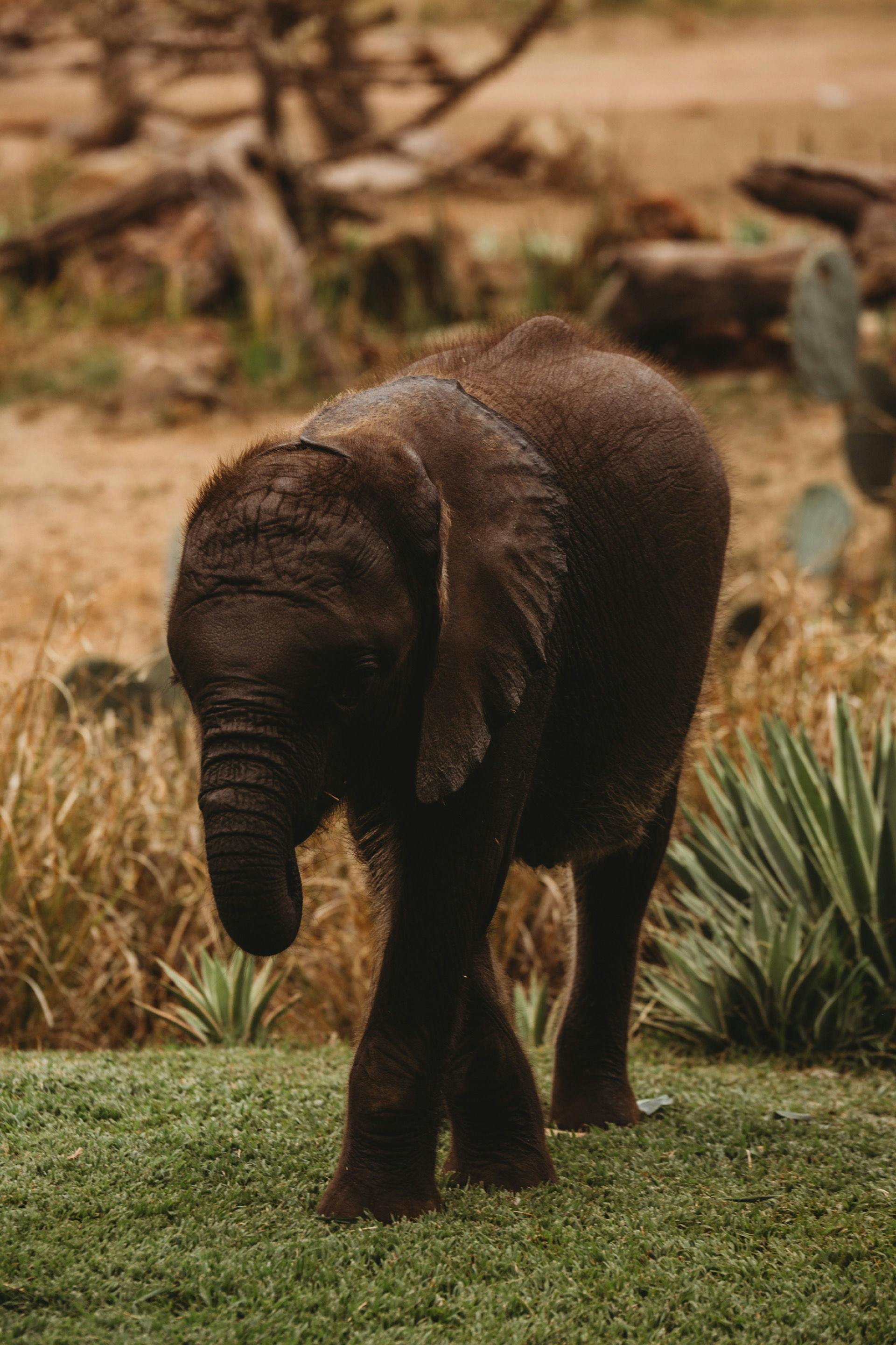 Five Elephants · Free Stock Photo