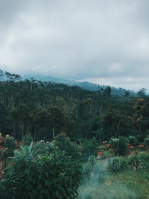 Бесплатное стоковое фото с Бали, вертикальный выстрел, джунгли