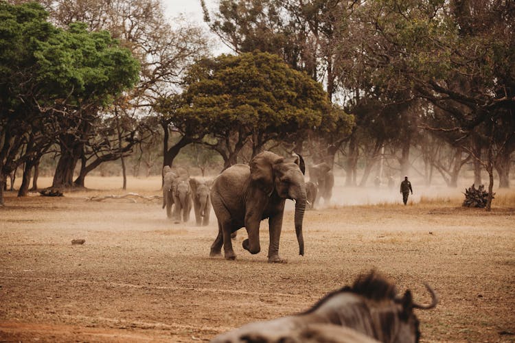 Safari Animals In Savannah