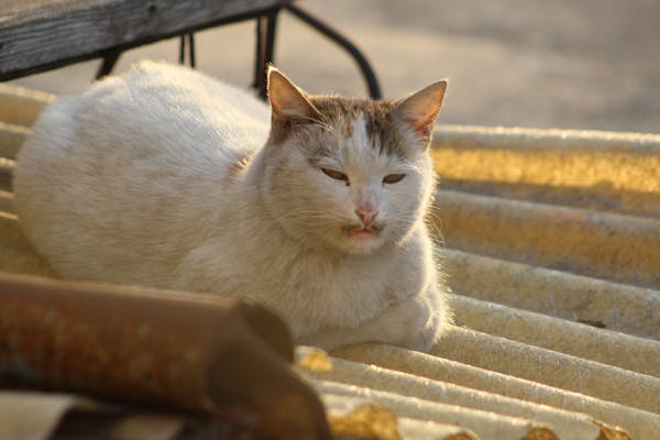 Seben Time - Compilation Rumba