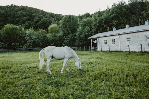 Fotobanka s bezplatnými fotkami na tému biely kôň, hracie pole, kôň