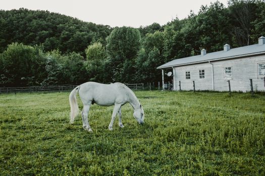 equestrian property