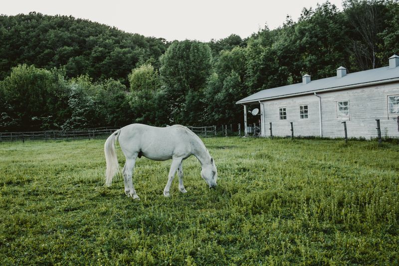 Horse grazing on green pasture at equestrian property