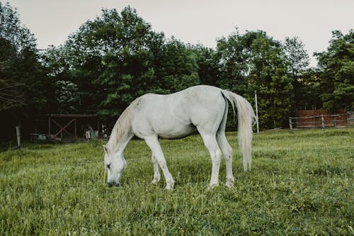 Fotobanka s bezplatnými fotkami na tému biely kôň, bukolický, dedinský