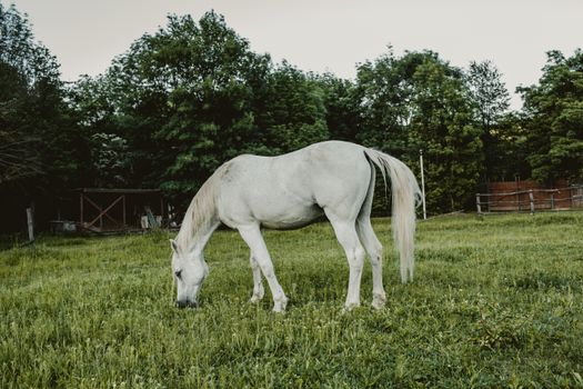 Single White Horse Grazing in Pasture