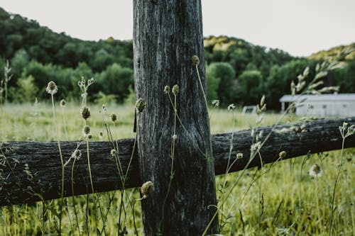 围栏, 木, 森林 的 免费素材图片