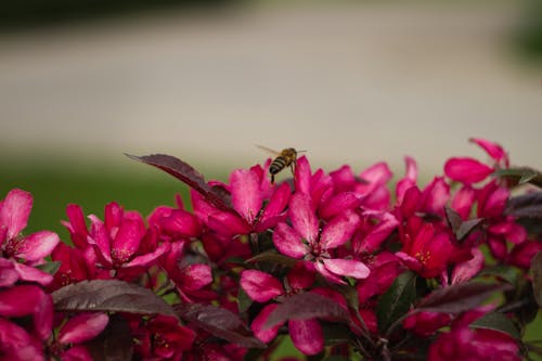 Free stock photo of flowering tree, flowers, ornamental plant