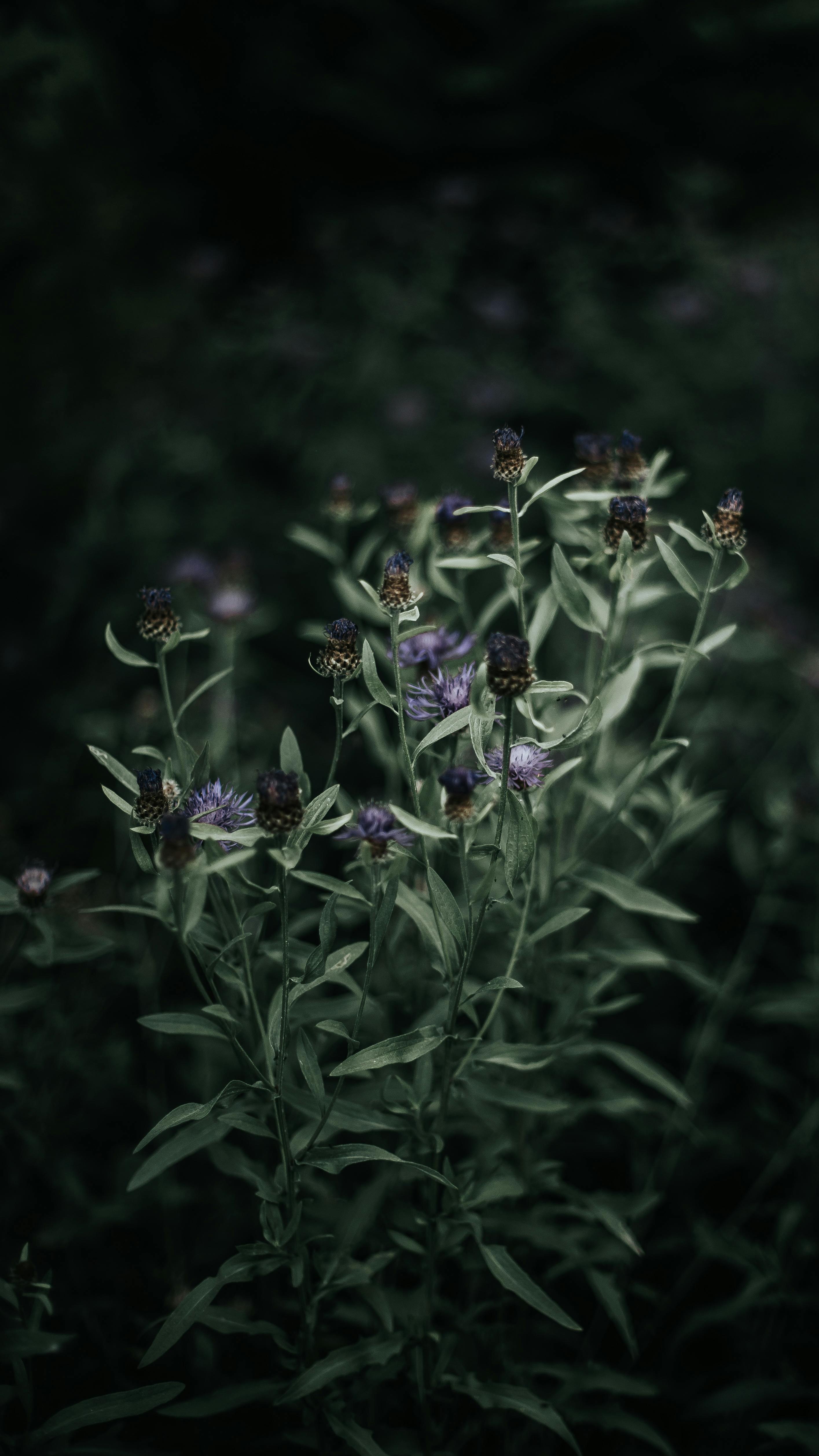 Mysterious Flowers Photos, Download The BEST Free Mysterious Flowers