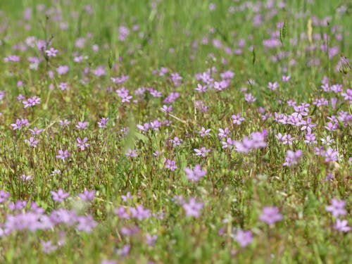 Immagine gratuita di boccioli, fiori viola, fioritura