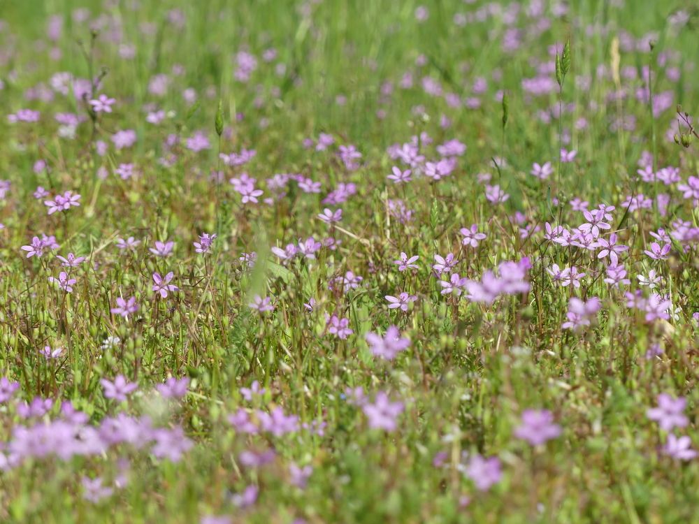 A Field of Purple Flowers · Free Stock Photo