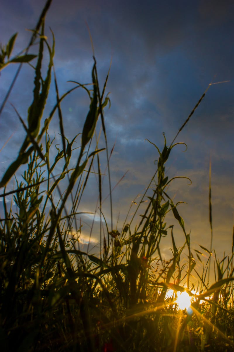 Single-Channel Tube Preamp