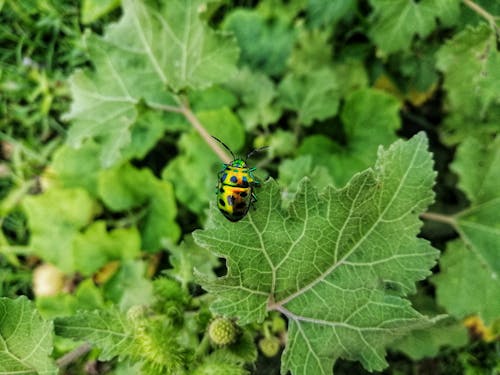 A Bug Perched on Green Leaves